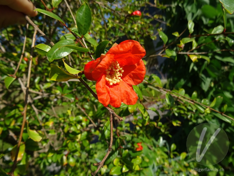 Granatapfelbaum: Übersicht